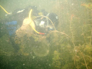 Diver Picking